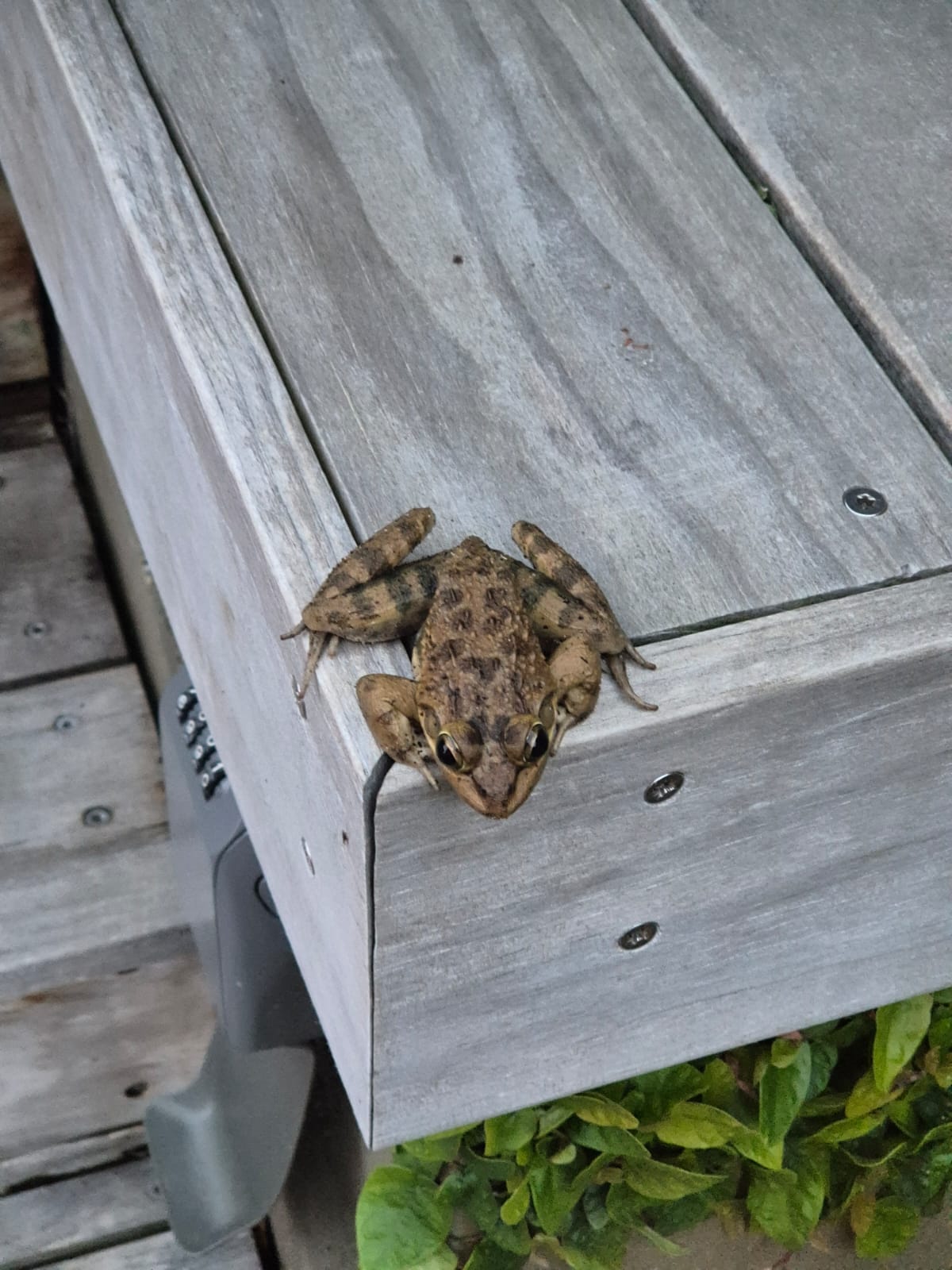 frog
