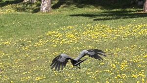 african harrier hawk peter ryan 2