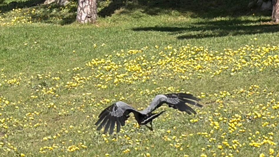 african harrier hawk peter ryan 2