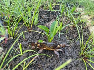 crab