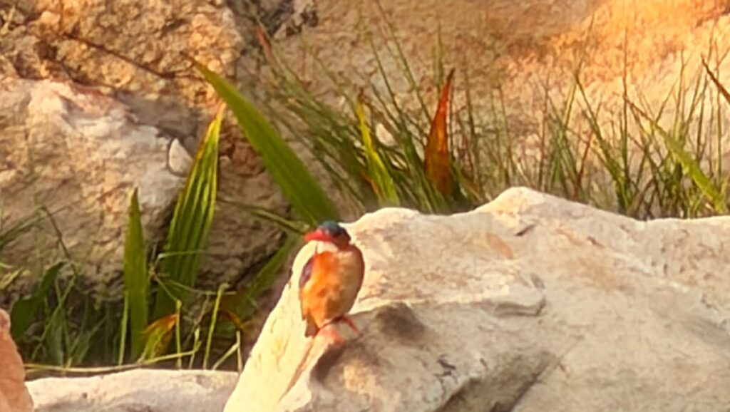 kingfisher 3