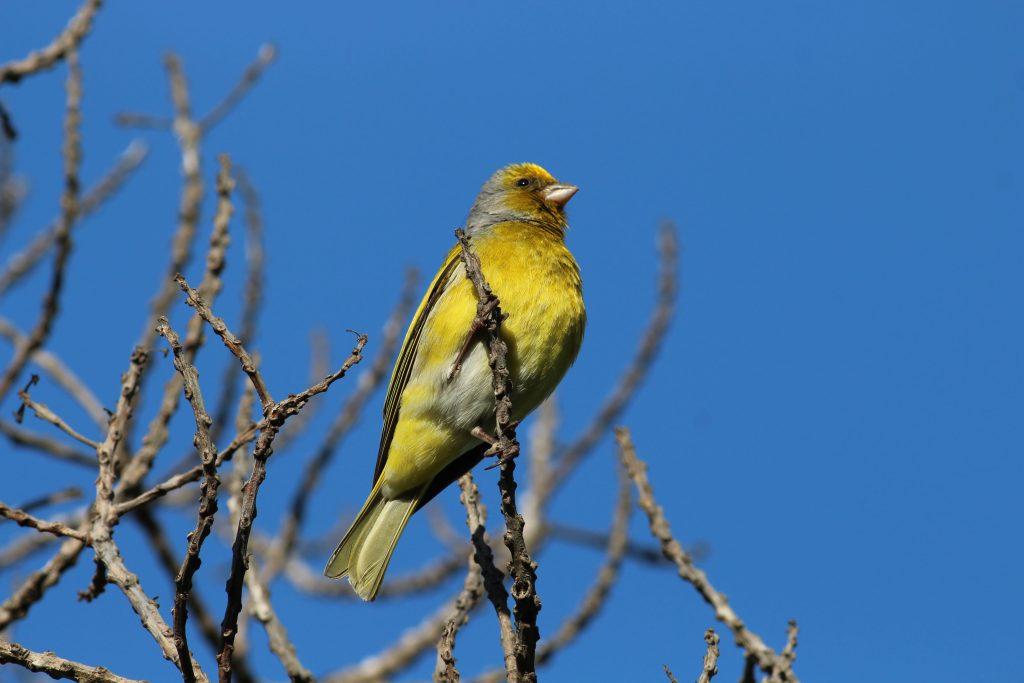 Cape Canary