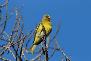 Cape Canary