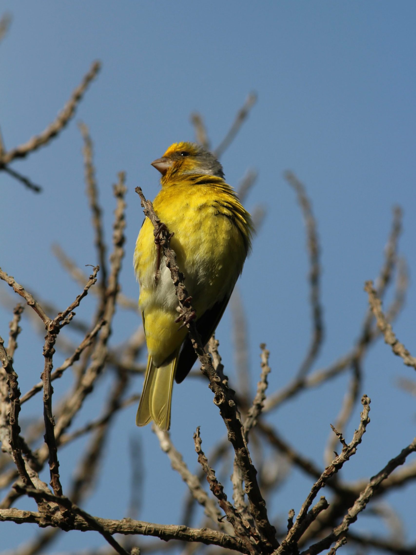 muizenberg park bird portrait