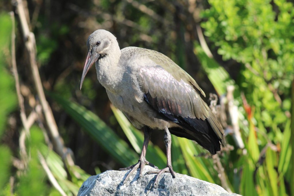 Hadada Ibis