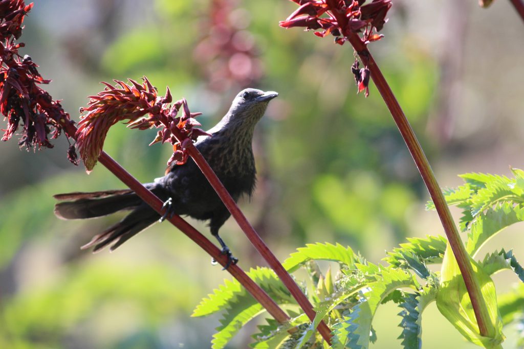 muizenberg park starling 1