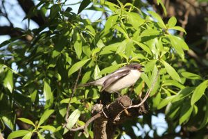 Southern fiscal shrike