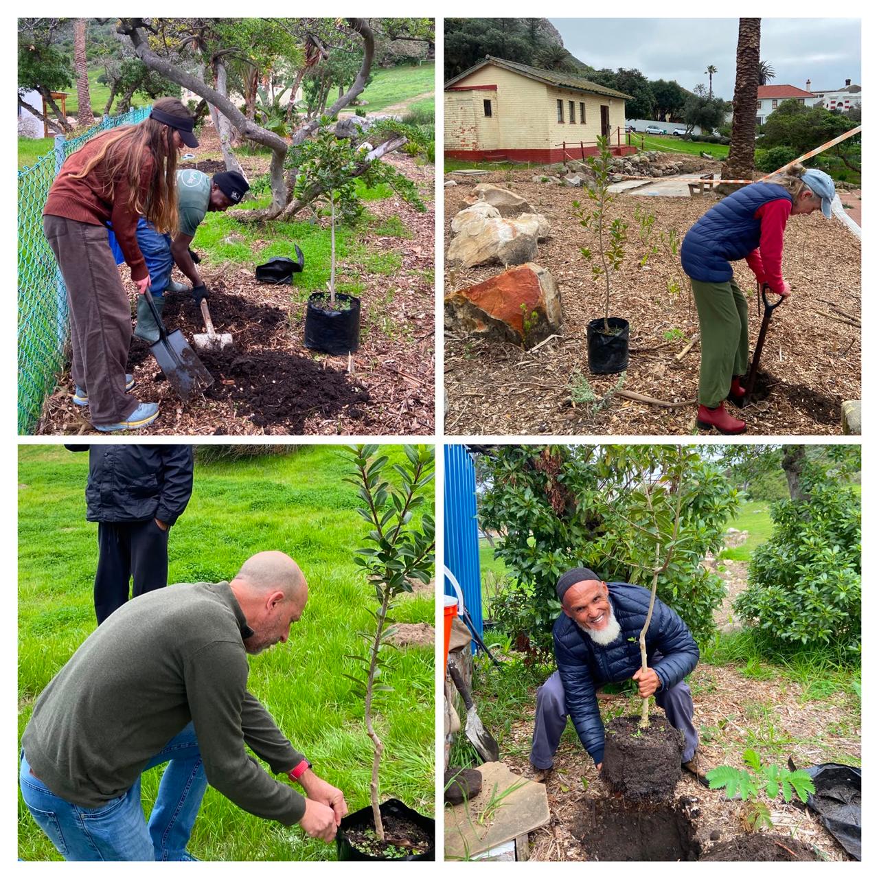 Friends of Muizenberg Park tree planting