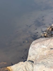 tadpoles