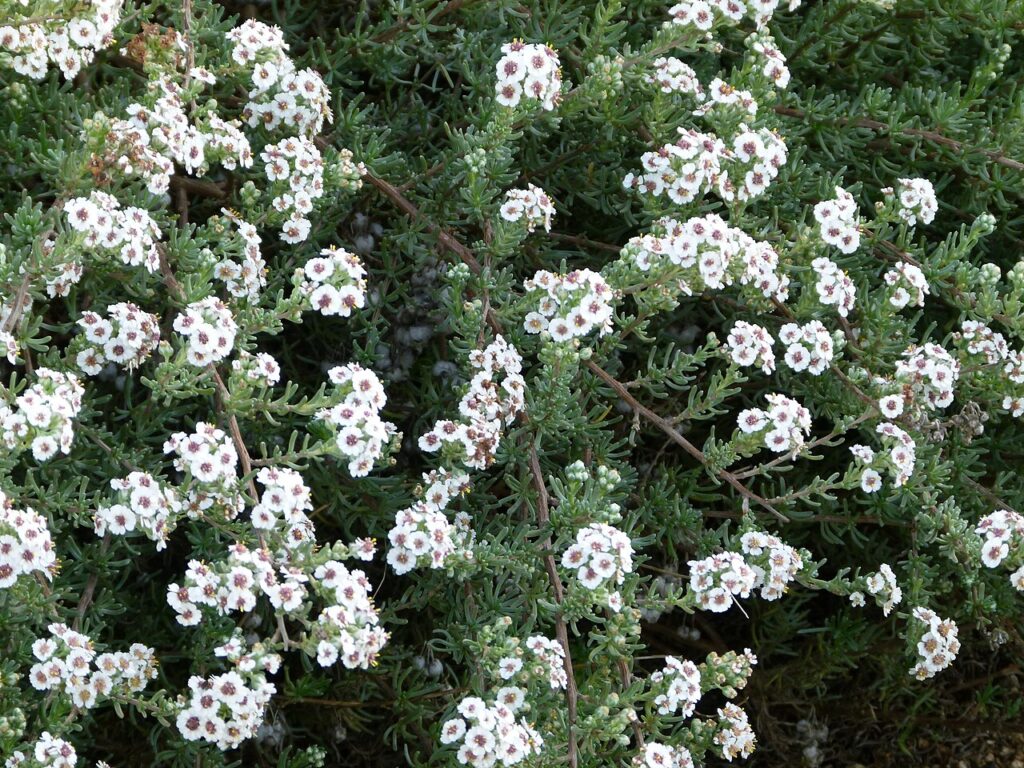 Close view of Eriocephalus africanus foliage and flower heads