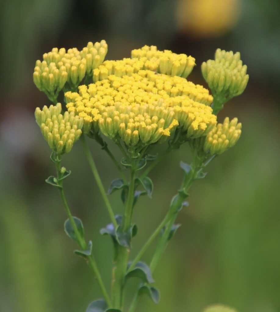 Athanasia dentata with fresh golden flowerheads and toothed green leaves against a softly blurred green background
