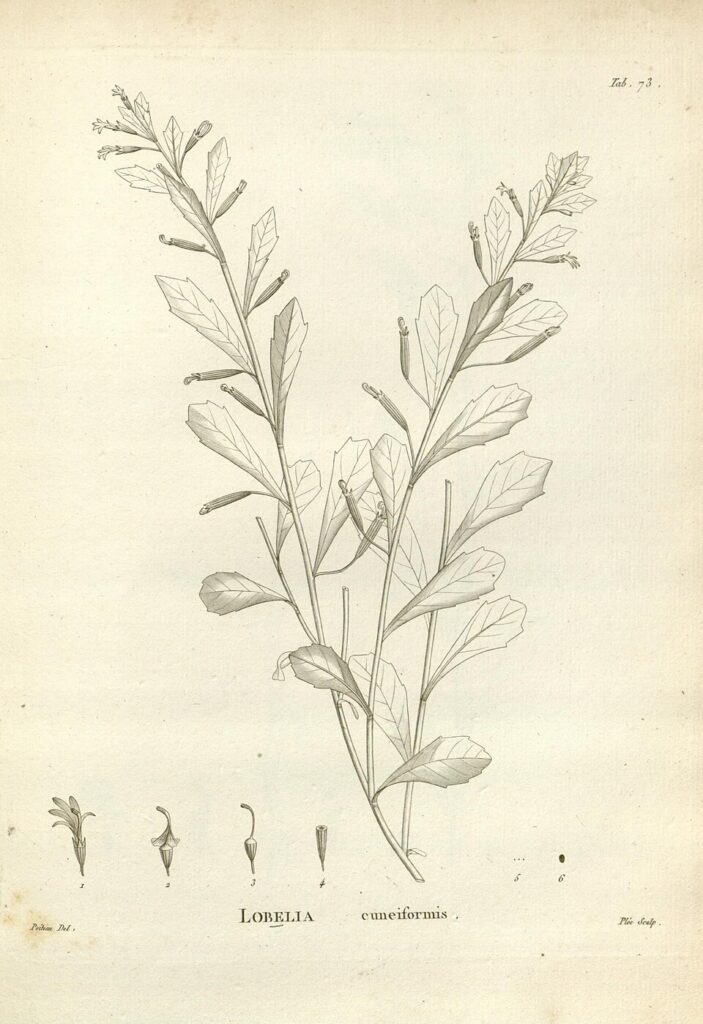 Lobelia cuneiformis, a synonym · Labillardière, Novæ Hollandiæ Plantarum Specimen, plate 73 · 1804 · Public domain