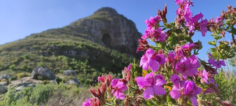 Pelargonium cucullatum growing in natural Cape fynbos