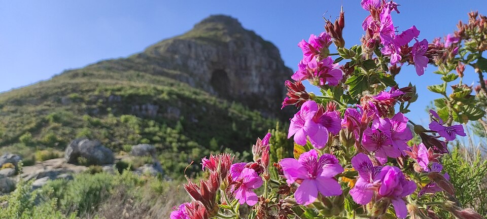 Pelargonium cucullatum growing in natural Cape fynbos