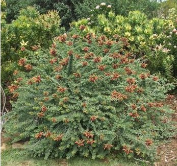 Entire Salvia aurea shrub covered in rusty-orange flowers