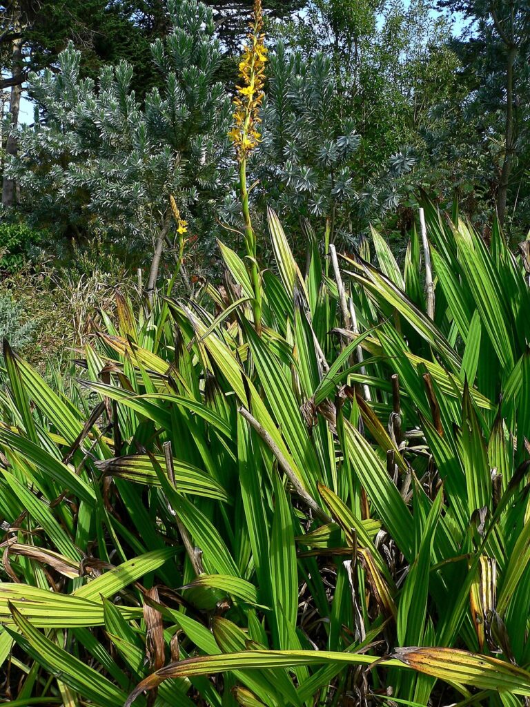 Entire Wachendorfia thyrsiflora plant with pleated leaves and tall golden flower spikes