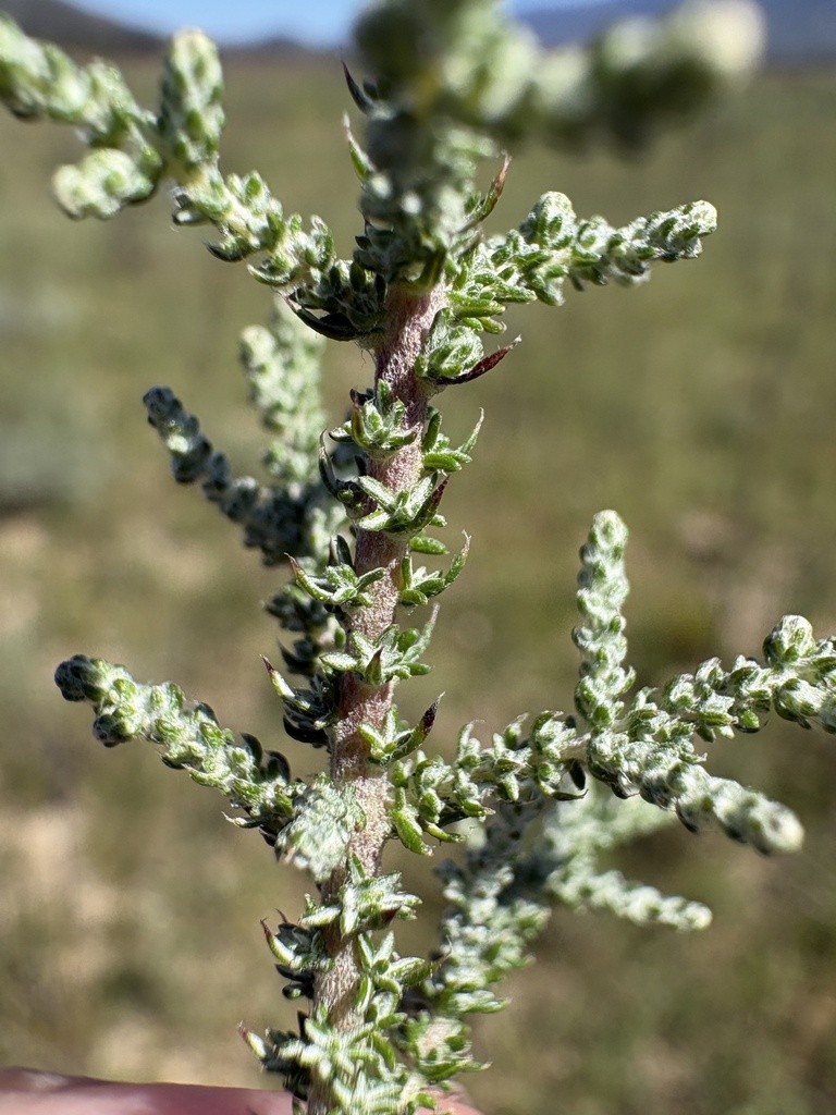 Plant detail of Seriphium plumosum