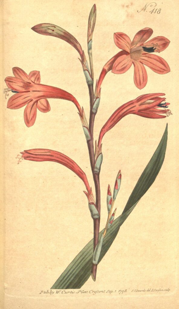 Botanical illustration or herbarium specimen of Watsonia meriana