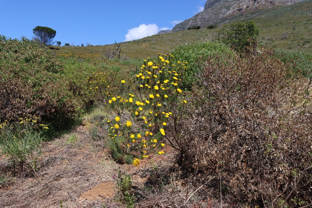 Plant overview of Athanasia crithmifolia
