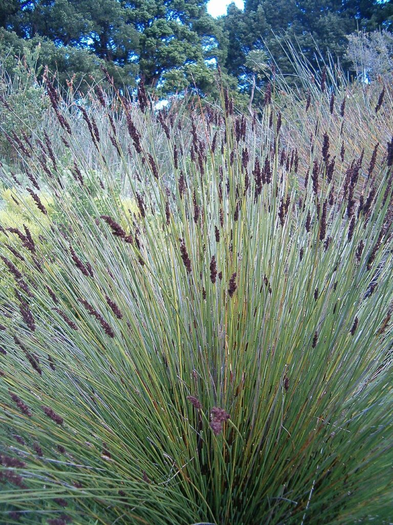 Elegia tectorum Full clump of Elegia tectorum at Kirstenbosch National Botanical Garden