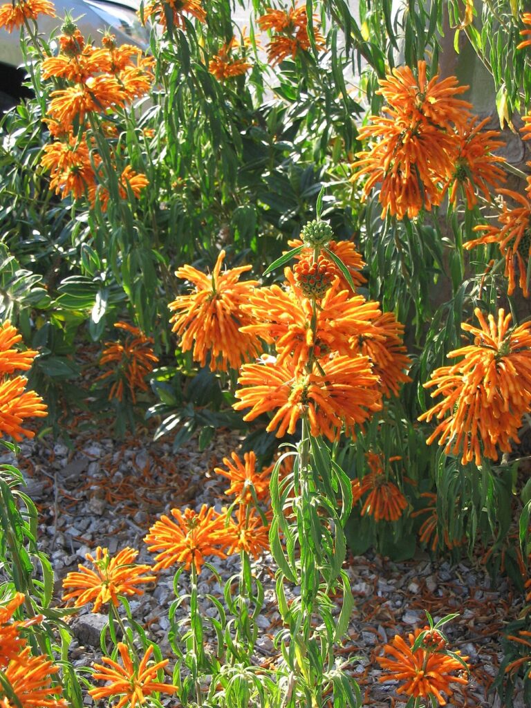 Full photograph of Leonotis leonurus showing many flowering stems and foliage