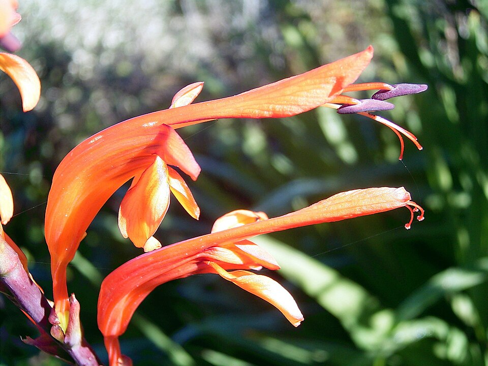 Close-up of orange Chasmanthe aethiopica flowers showing long tubes and projecting stamens