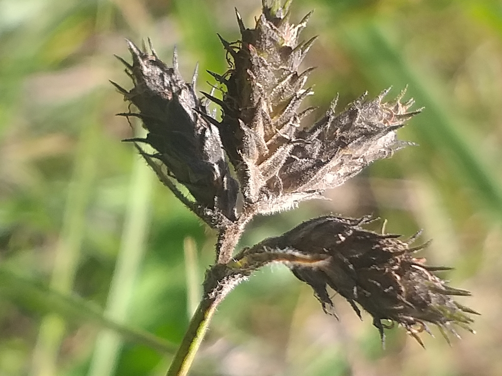 Close-up of the clustered pointed spikelets of Fuirena coerulescens