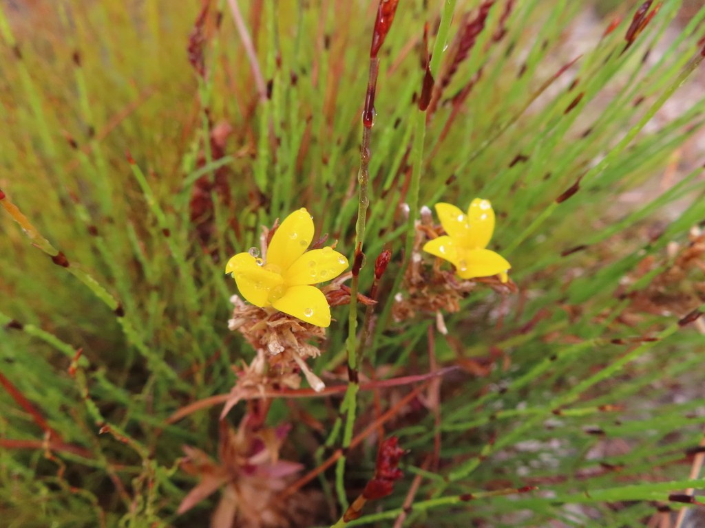 Monopsis lutea showing its trailing stems, leaves and low growth habit