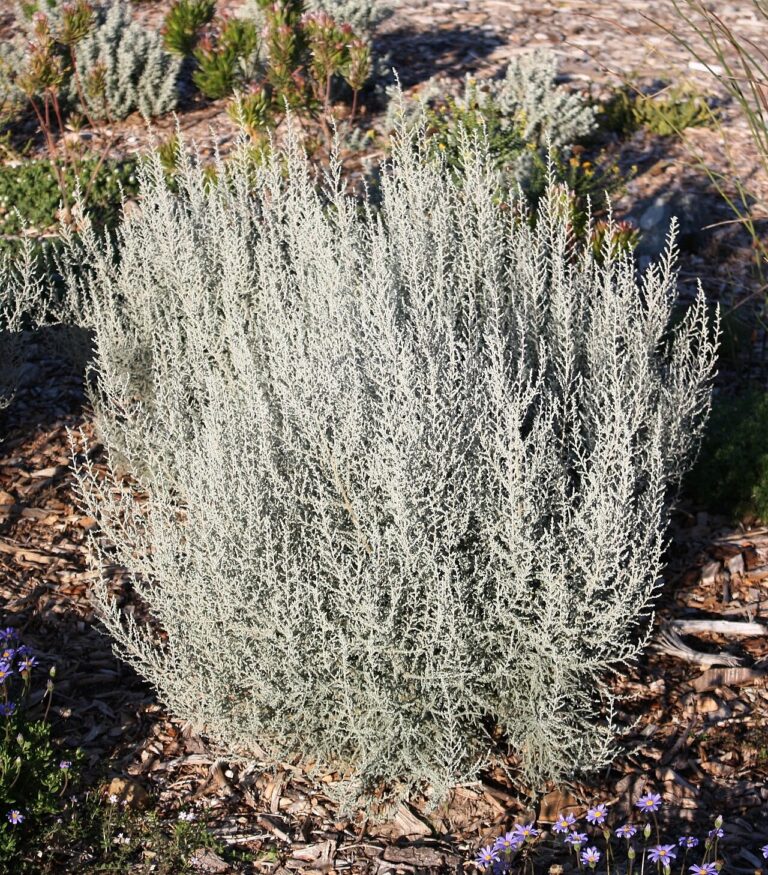 Entire Seriphium plumosum shrub showing its dense grey branching habit