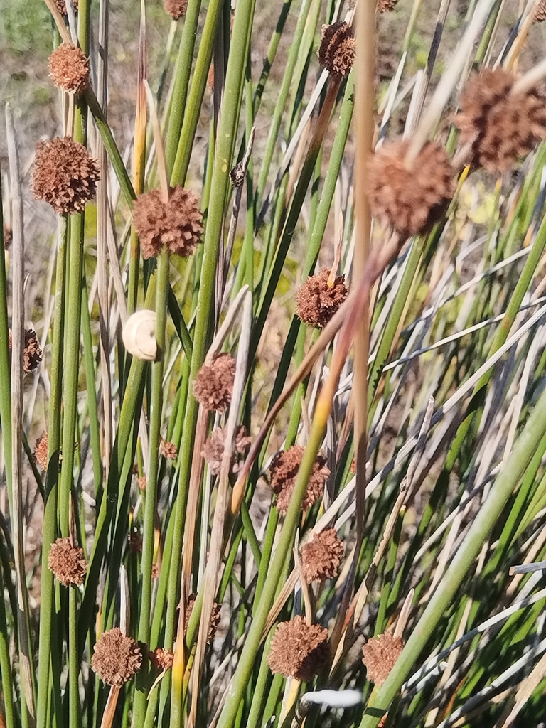 Detailed view of Ficinia nodosa flower heads and their upright pointed bracts at Strandfontein