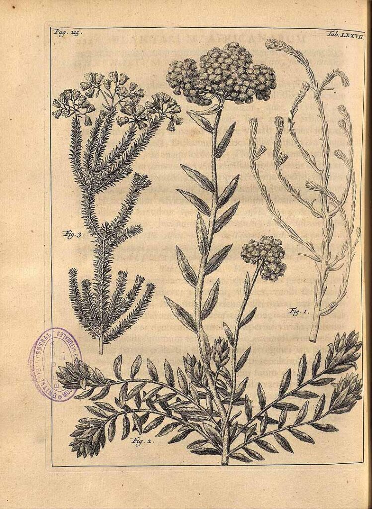 Johannes Burman’s plate 77 (1739); Helichrysum teretifolium is figure 3 on the left