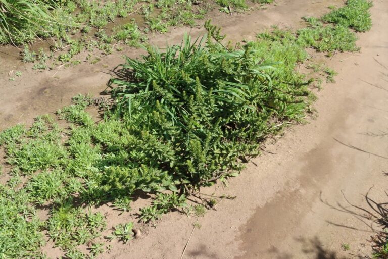 Oftia africana growing among fynbos