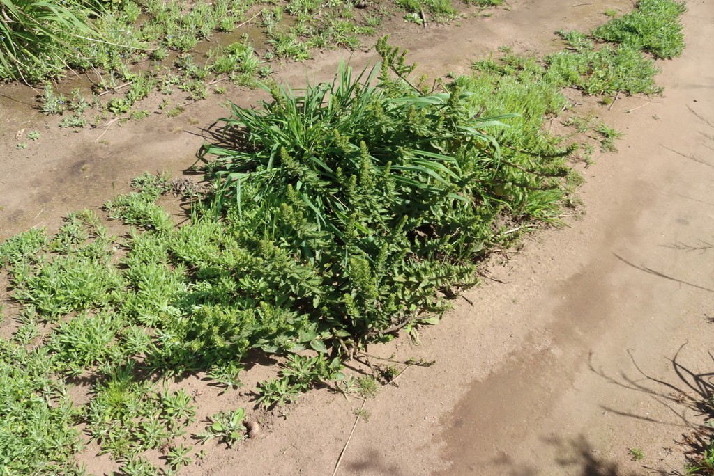 Oftia africana growing among fynbos