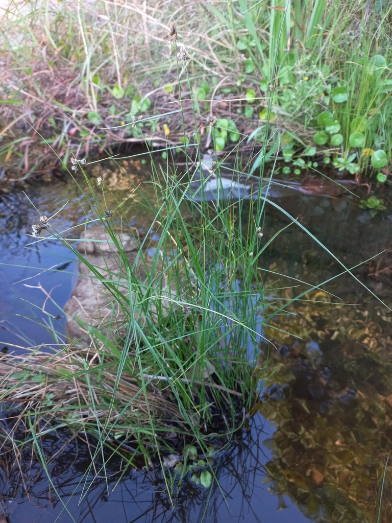 Living Fuirena coerulescens growing beside water, showing its leafy shoots and wet habitat