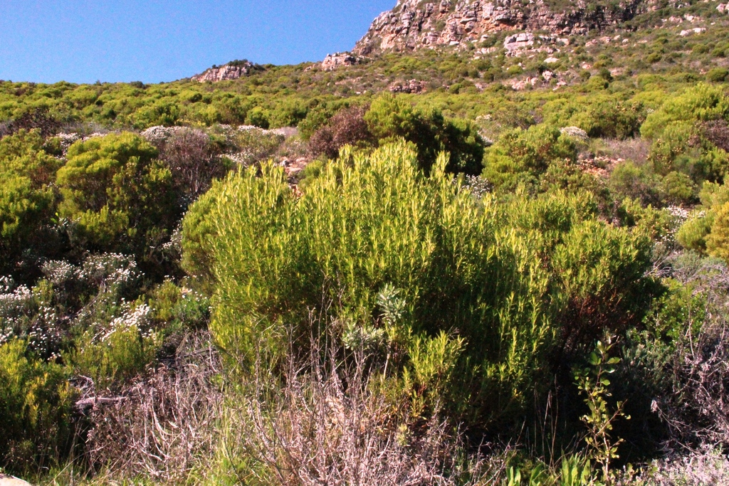 Leucadendron coniferum Entire Leucadendron coniferum shrub and surrounding fynbos on Karbonkelberg