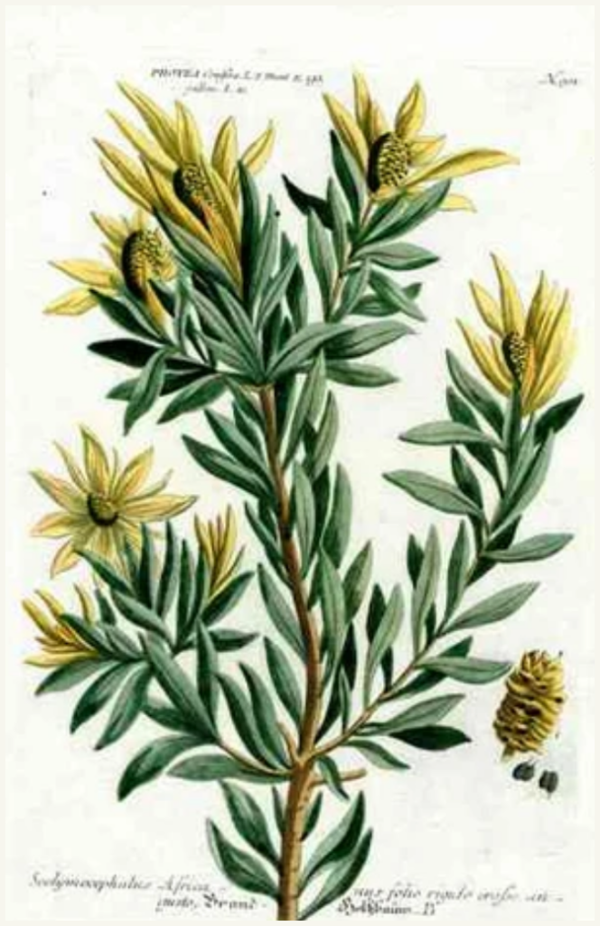 Johann Weinmann botanical engraving of Protea conifera, now Leucadendron coniferum
