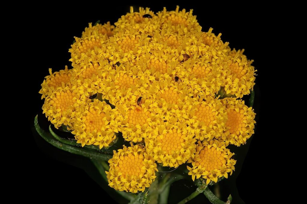 Photographic detail of Athanasia crithmifolia
