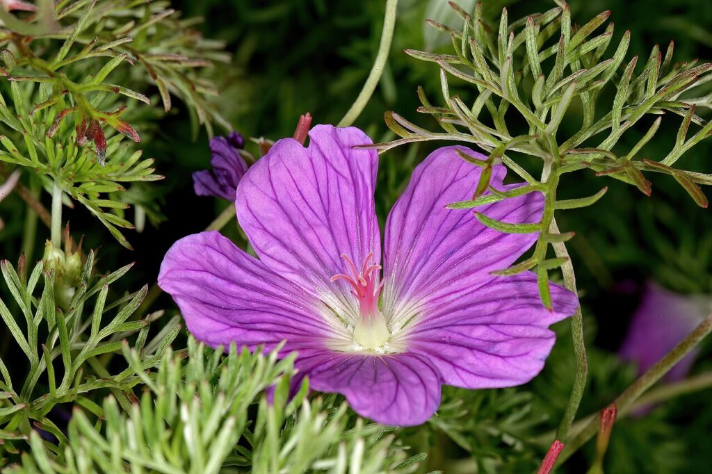 Close-up of a Geranium incanum flower