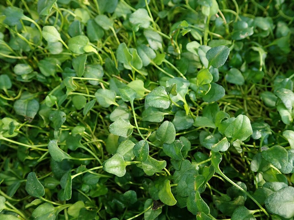 Overview of the creeping leafy mat of Falkia repens at Berlin Botanical Garden