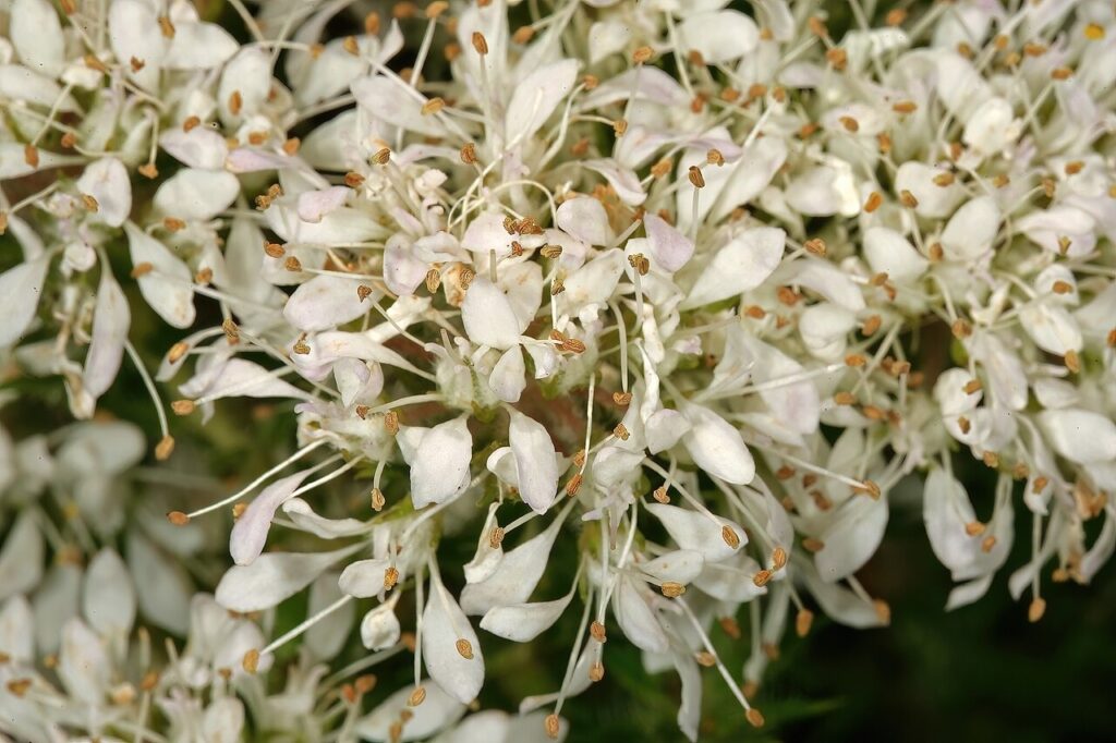 Photographic detail of Agathosma capensis