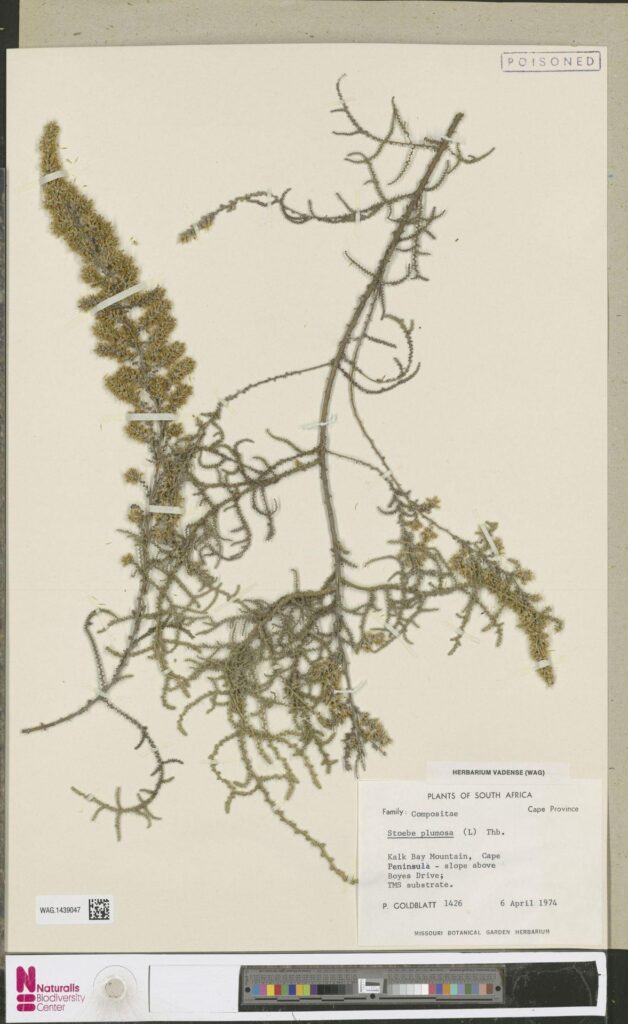 Botanical illustration or herbarium specimen of Seriphium plumosum