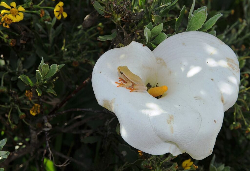 Plant detail of Zantedeschia aethiopica