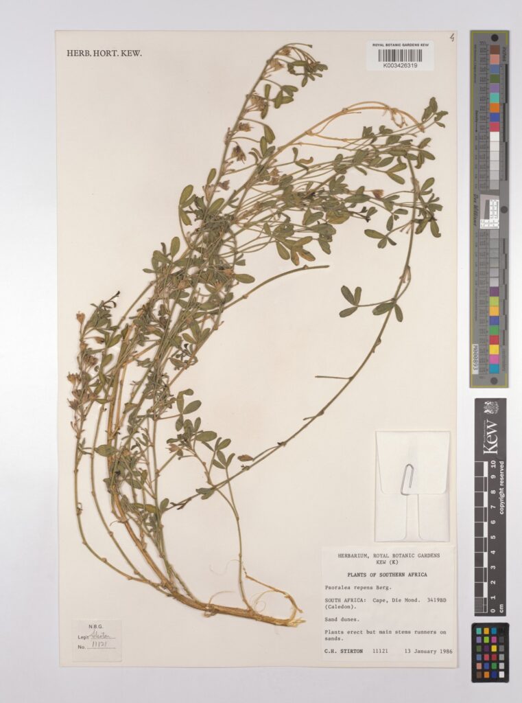 Historical botanical illustration or preserved specimen of Psoralea repens