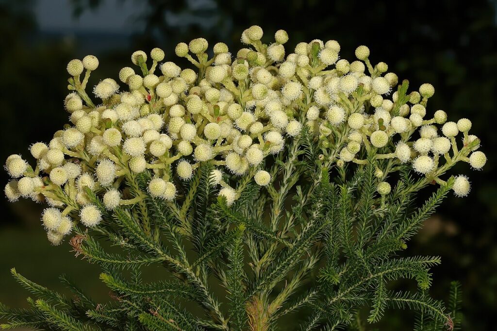 Photographic detail of Berzelia lanuginosa