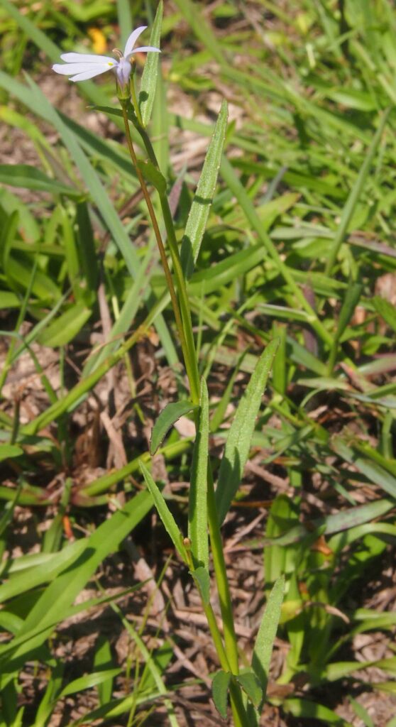 Entire Lobelia anceps plant showing its sprawling stems and flowers