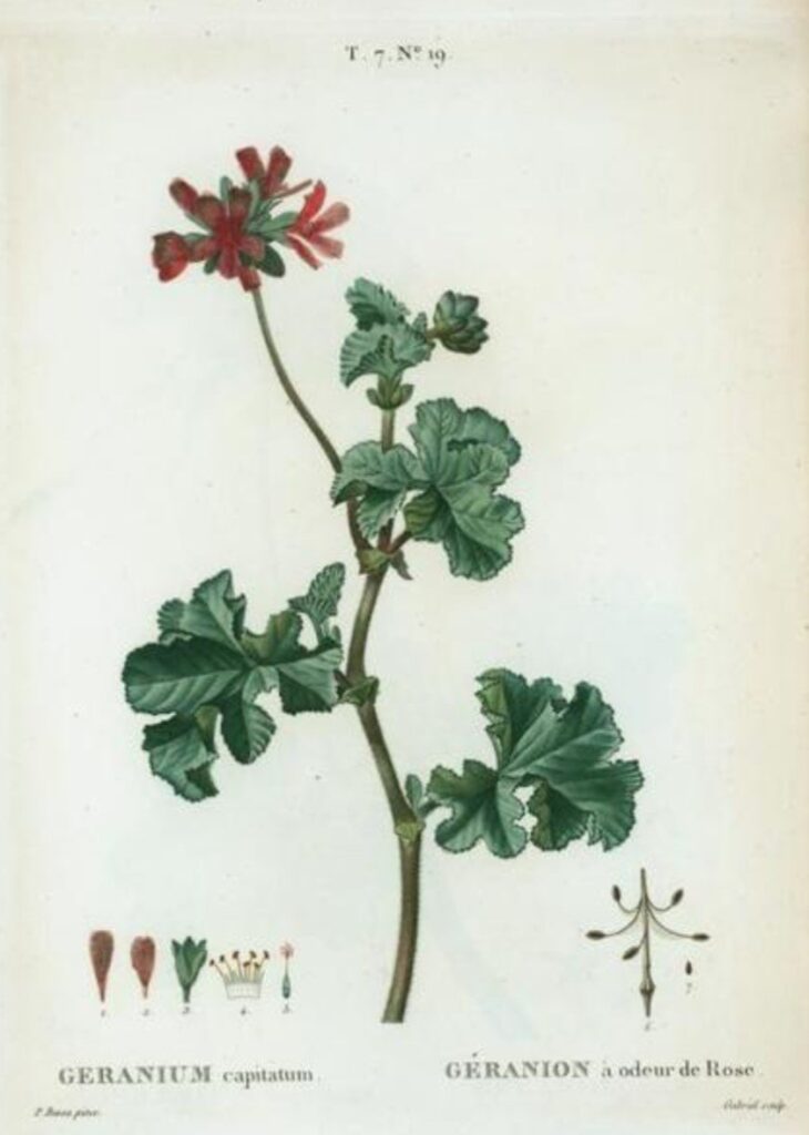 Historical botanical illustration or preserved specimen of Pelargonium capitatum