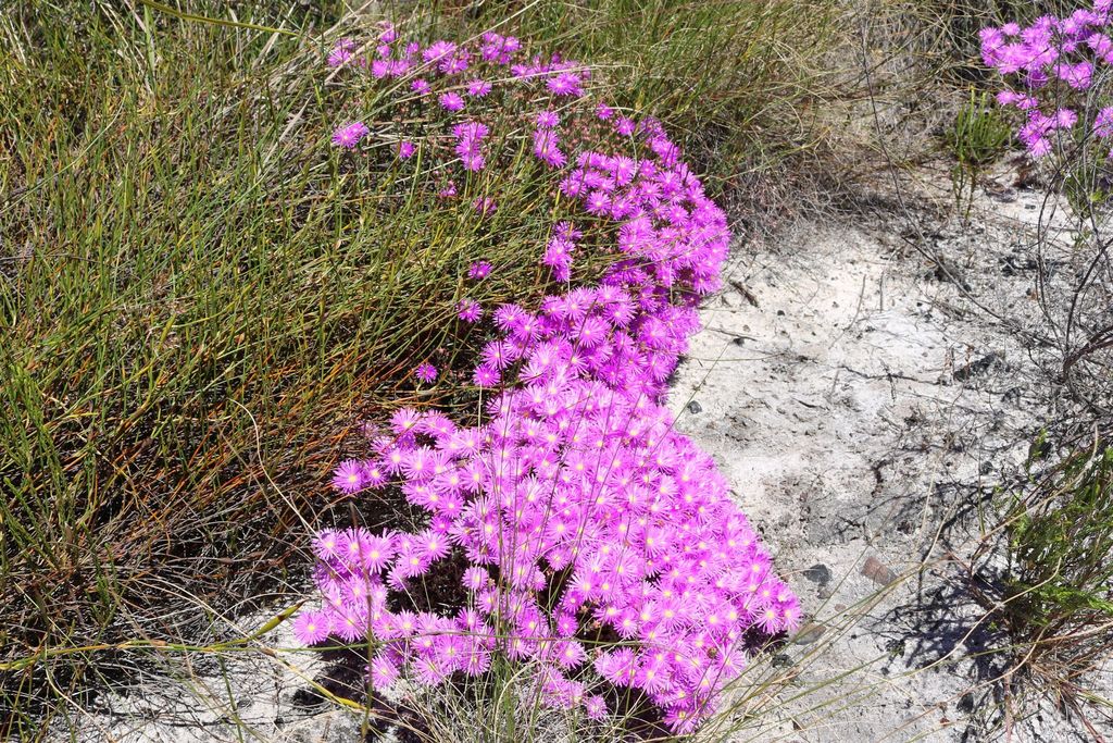 Lampranthus emarginatus Lampranthus emarginatus growing as a low flowering succulent shrub