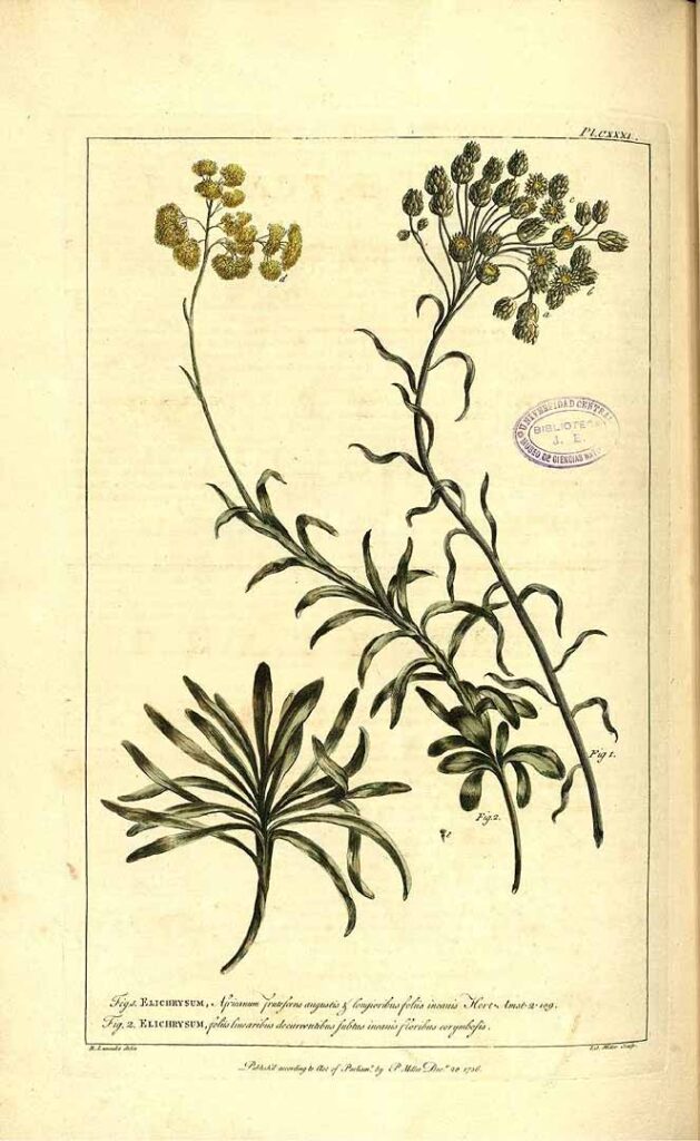 Complete historical botanical plate 131 from Philip Miller’s Figures of plants; figure 2 at left shows Helichrysum odoratissimum