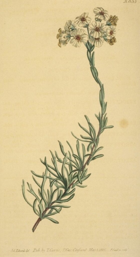 Historical botanical illustration of Eriocephalus africanus by Sydenham Edwards