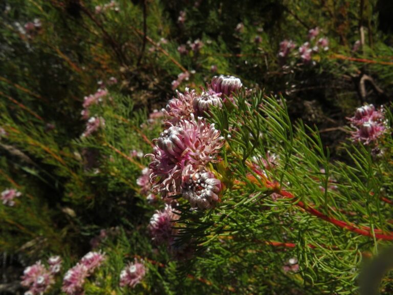 Serruria foeniculacea showing its finely divided foliage and delicate flowerheads